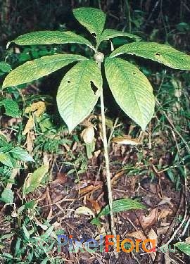 Amorphophallus muelleri - leaf bulbil